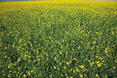 开发者怒斥微软Xbox：XSS限制了一整代游戏发展