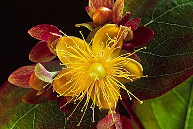 初代玩家破防 《羊蹄山之魂》限定主机盖仅适配新机型